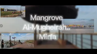 Mangrove Al-Mugheirah  || sh^ikha