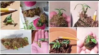 орхидеи-"ГИГАНТЫ"🔥 посадка на микро-блоки нано-чудиков 🔥