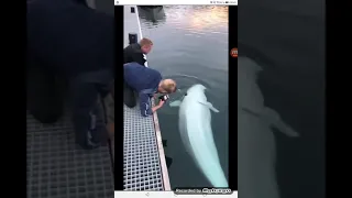 Guy drops his phone but this Beluga whale takes care of business:)