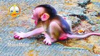 While Mom leaving Adorable tiny baby monkey gets 😭scared 😭crying shaking body 😭angrily on the cement