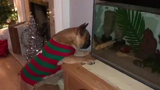 Frechie vs Axolotl (Xmas edition)