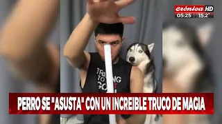 ¡Perro se asusta con un truco de magia!