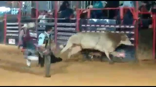 Douglas Henrique vs touro toque de seda cia de rodeio Marcelo Tomateiro Rodeio de Bragança Paulista