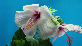 Beautiful Flowers - Earth Planet Amazing Nature Scenery & The Best  Relax Music Video