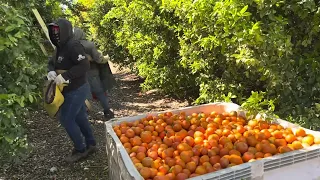 Se terminó el viaje (mandarinas)