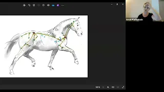 Das Lymphsystem des Pferdes bei Hufrehe, Satteldruck und anderen Problemen.