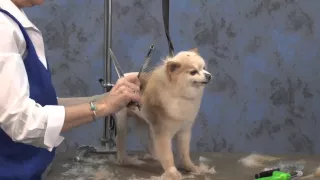 Dog Grooming - How to Create a Lion Trim on a Pet Pomeranian