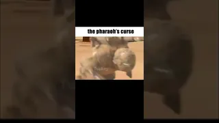 The Pharaoh’s Curse Meme