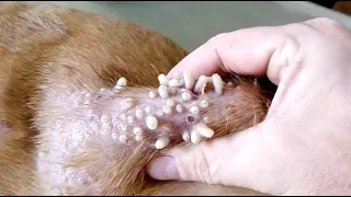 Removal of the maggots from helpless dog #10