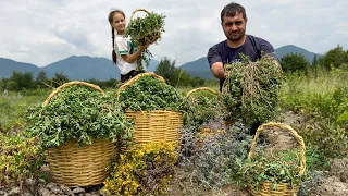 HARVESTING PORTULACA FOR HEALTHY LIFE | UNIQUE GREENS RECIPE | RELAXING VILLAGE FAMILY