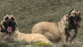 КАНГАЛ-ЛУЧШАЯ ЗАЩИТА ОТ ВОЛКА/KANGAL BEST GUARDS DOGS