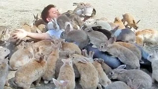 Guy Gets Smothered by Bunnies on Japan's Rabbit Island!