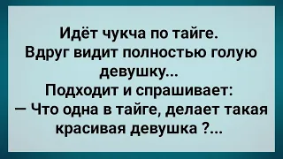 Чукча с Девушкой в Тайге! Сборник Свежих Анекдотов! Юмор!