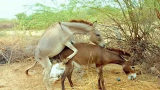 ##Donkeys enjoying in my village. #donkey #gadha #donkeykong #video@MP2animals