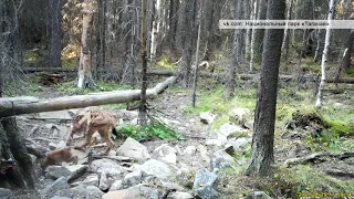 В национальном парке «Таганай» в объектив попали рысь и её пушистый малыш