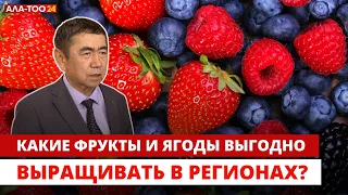 Какие фрукты и ягоды выгодно выращивать в регионах?