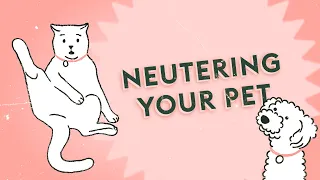 Should I Neuter my Cat or Dog? · Vet Tips