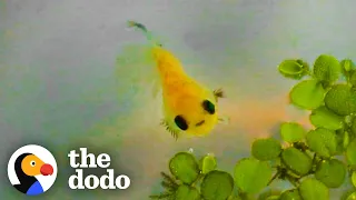 Dying Betta Fish Smiles at his Rescuer | The Dodo Little But Fierce