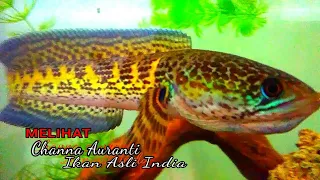 ikan galak dari india,  || channa auranti