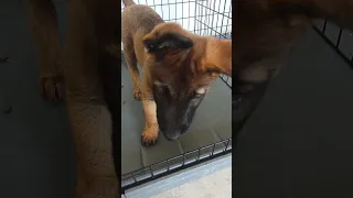 Как приучить собаку любить клетку