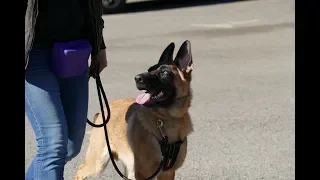 Max - 5 month old Malinois x German Shepherd Puppy - 4 Weeks Residential Dog Training