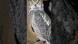 Owl 2023 vs Owl 5500 bce years ago #memes #shorts #virals #youtubeshorts #reels