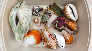 UNIQUE! Finding Hermit crabs with Batik Snail Shells, Conch, Crab, Sea Shell, Ornamental Conch