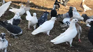 Гоняю 4 породы голубей / Как правильно гонять голубей