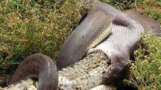 Grabe! Nagulat Sila Sa Pangyayaring Ito Na Naaktuhan Ng Camera |  Horrible Python Attack On Prey