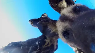 Wild Dogs Try To Steal My GOPRO