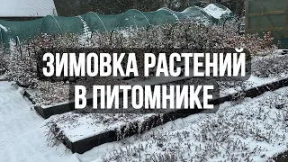 Зимовка растений в питомнике // Как зимуют растения в контейнерах