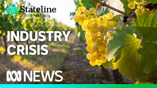 SA Riverland grape growers getting crushed | Stateline | ABC News