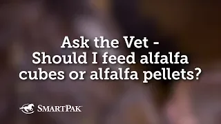 Ask the Vet - Should I feed alfalfa cubes or alfalfa pellets?