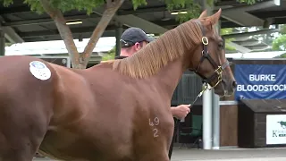 Inglis Classic Extreme Choice x Brisk Colt