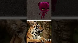 Kwamis in real life Roar - Tiger | Miraculous Ladybug #Shorts