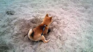 DIG DOG