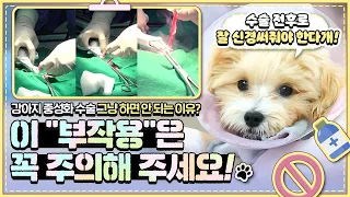 강아지 중성화 수술 그냥 하면 안 되는 이유? 이 "부작용"은 꼭 주의해 주세요!🐶👩‍⚕️