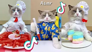 That Little Puff | Cats Make Food 😻 | Kitty God & Others | TikTok 2024 #58