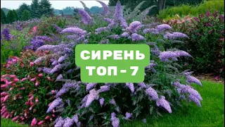 ТОП-7 СИРЕНЬ - самые яркие и красивые сорта