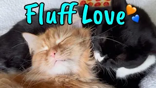 Fluff Love - A Tale of Two Tails