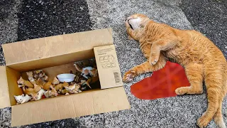 Cat is Run Over on Highway and Her Kittens Cry for Help...