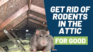 5 Step Solution to Get Rid of Rodents Like Mice and Rats in Your Attic for Good!!