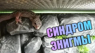 СИНДРОМ ЭНИГМЫ / НЕВРОЛОГИЧЕСКОЕ РАССТРОЙСТВО У ЭУБЛЕФАРОВ / СИГМА #6