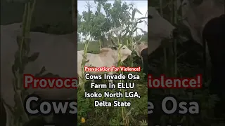 ‪Cows Invade Osa Farm In ELLU Isoko North LGA, Delta State‬ - This Is Condemned !