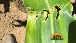 Q&A - Why do I have big holes in my corn leaves?