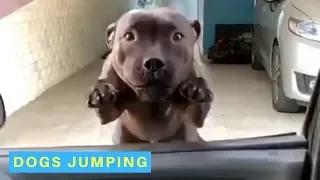 Dogs Jumping - Funny Videos of Jumping Doggos