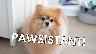 Pomeranian Helps Owner With Chores