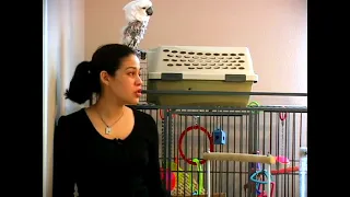 Why to Avoid Punishing Parrots
