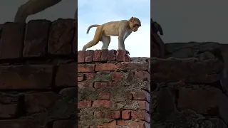 bandar mama/monkey video/bandar mama pahan pajama | dear monkey