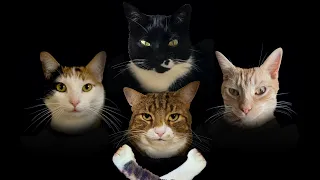 Bohemian Catsody - A Rhapsody Parody Song for Every Cat Queen and King!